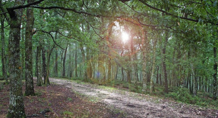 Furti di legna in area Parco del Gargano