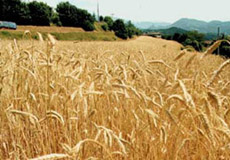 tempo di mietitura nel gargano