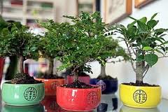 BONSAI AID AIDS 2013