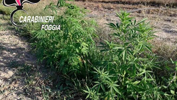 Cerignola, scoperta maxi-piantagione di marijuana: tre arresti „I carabinieri 'fiutano' 7000 piante di cannabis