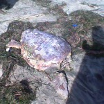 Rimossa Caretta spiaggiata, Furii: pescatori non l’hanno decapitata