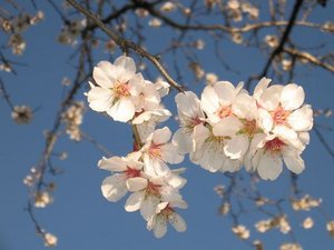 Meteo, Befana con sole e caldo. Sul Gargano mandorli in fiore