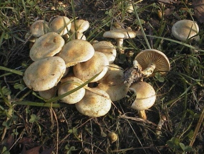 La raccolta dei funghi