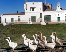 Masserie didattiche e agriturismi: ecco i fondi nel Foggiano