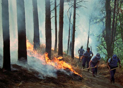 Spento l’incendio tra Macchia e Mattinata.