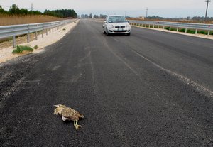 Animali investiti, protesta il Centro Studi Naturalistici