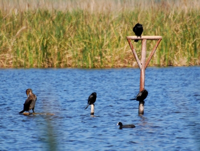 120.000 anguille liberate al Lago Salso