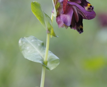 UNA NUOVA SPECIE BOTANICA PER L'ITALIA