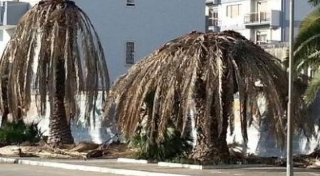 Manfredonia, palme malate tagliate e abbandonate in pineta