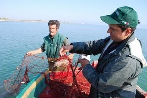 Pesca delle seppie, a Manfredonia oggi si divide il mare