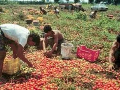 Pomodoro a rischio in Capitanata: insediato tavolo di esperti