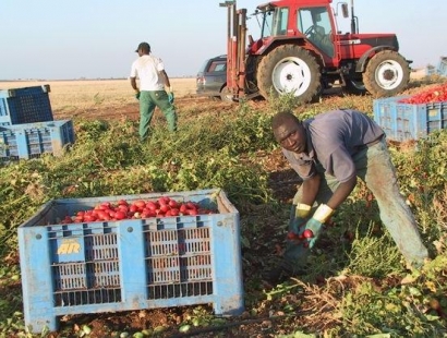 Per «oro rosso»agricoltori e lavoratori tutti scontenti