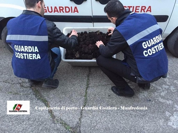 Mattinata, sequestrati 2000 ricci di mare. Denunciato pescatore sportivo