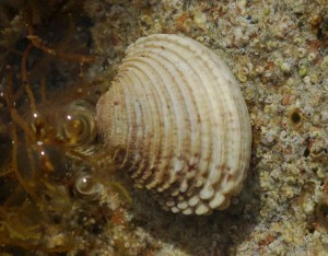 Pesca e commercio illegale tartufi di mare, “tregua durata un giorno”