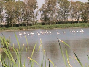 Oasi Lago Salso, tornano i fenicotteri