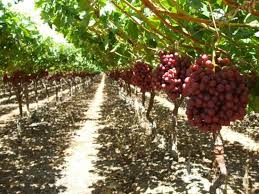 Uva da vino, prezzi bassi e agricoltori in difficoltà