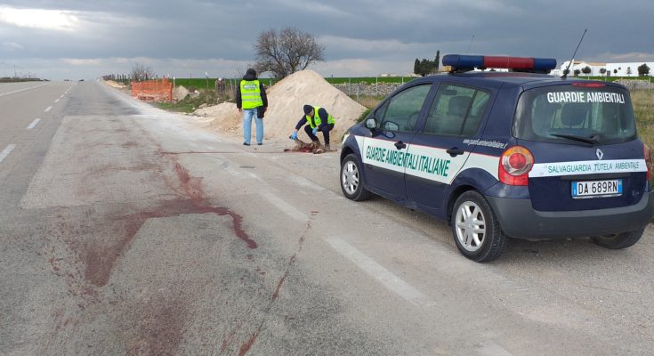 ANCORA LUPI INVESTITI SULLE STRADE