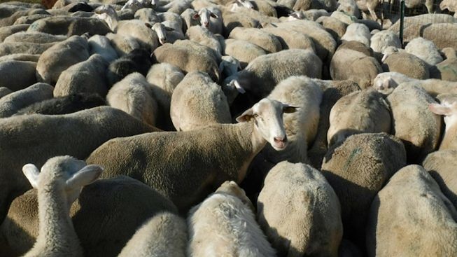 Addio a 30mila pecore in Puglia: a rischio estinzione il pecorino di Foggia, Lecce e Bari