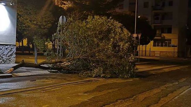 Raffiche di vento nel Foggiano, cadono alberi e cedono coperture dei parcheggi