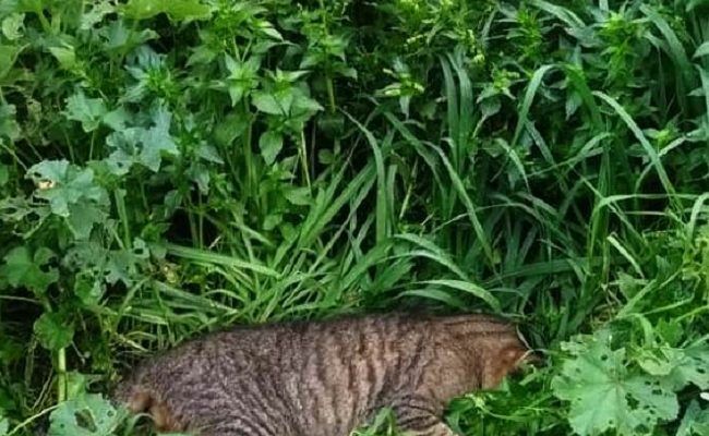 MANFREDONIA, NEMMENO I GATTI TROVANO PACE: ALMENO UNA DECINA TROVATI MORTI