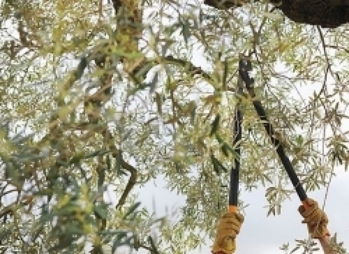 POTATURA ALBERI, DIVIETO DI SOSTA E FERMATA SU NUMEROSE VIE CITTADINE