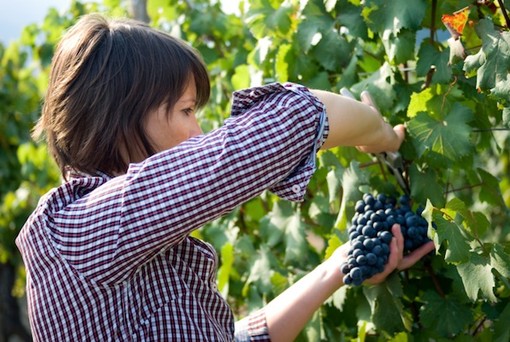 Agricoltura “rosa” da record: nel Sud il numero più alto d’imprese a conduzione femminile