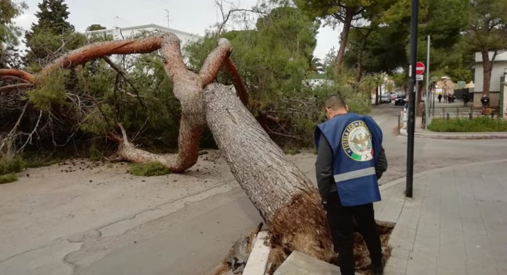 MANFREDONIA, ALBERO DI PINO CADE A SIPONTO