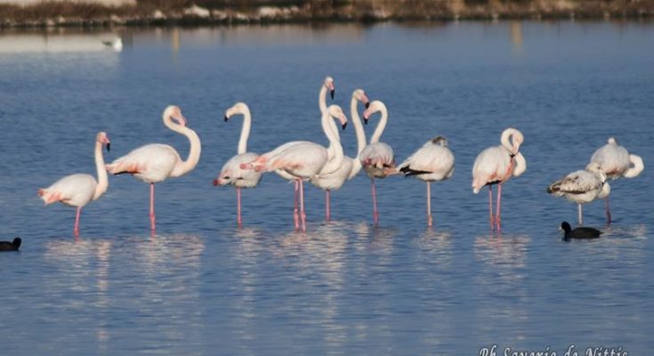 OASI LAGO SALSO, SABATO 30 CONFERENZA STAMPA PRESENTAZIONE PROGRAMMA DI ATTIVITÀ PER IL PERIODO 2019/2021