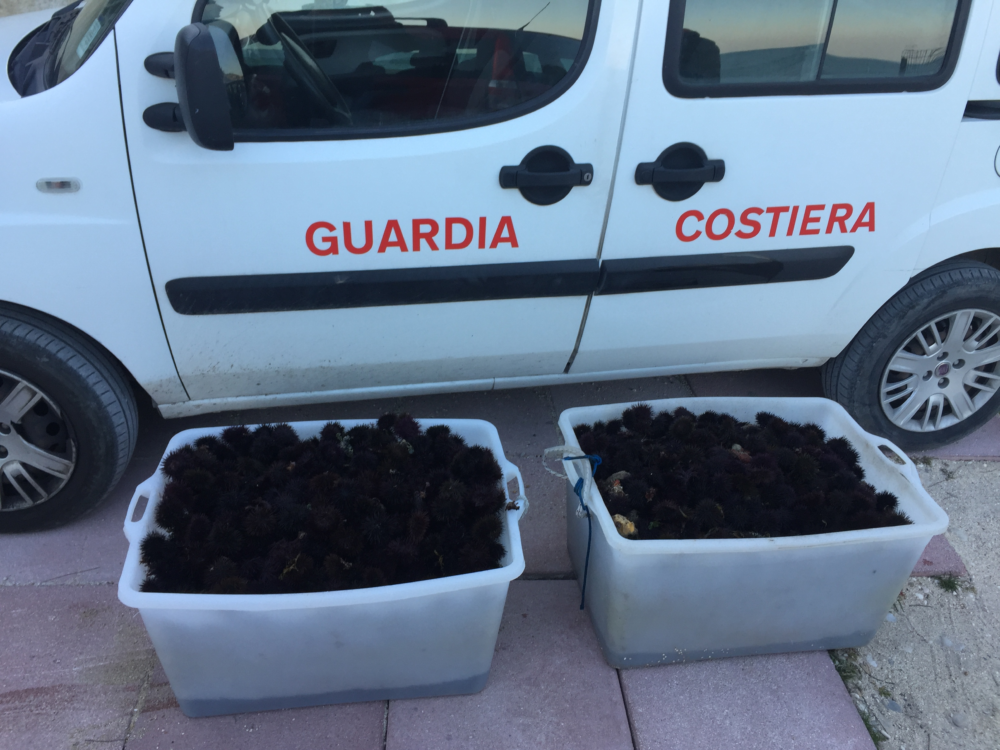 Manfredonia, 3 pescatori sorpresi con 1200 ricci di mare: denunciati