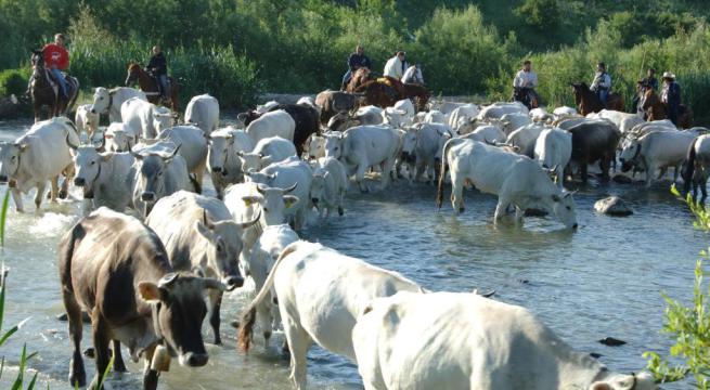 Trecento bovini dalla Puglia al Molise: ecco la transumanza