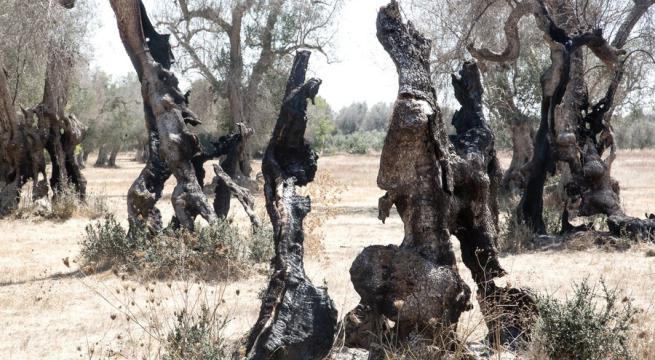 Xylella, sì del Tar alla zona-cuscinetto «Una scelta basata sui dati scientifici»