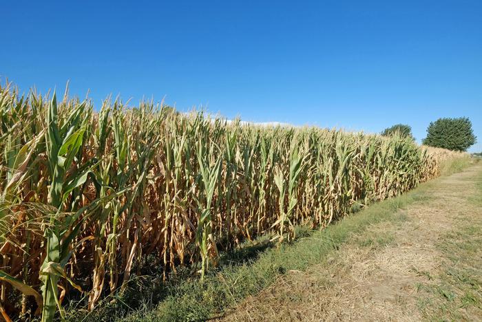 Fondi rurali, la Puglia rischia di perdere 176 mln. «Colpa dei ricorsi»