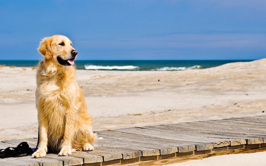 Puglia, retromarcia sui cani nelle spiagge: non possono entrare!