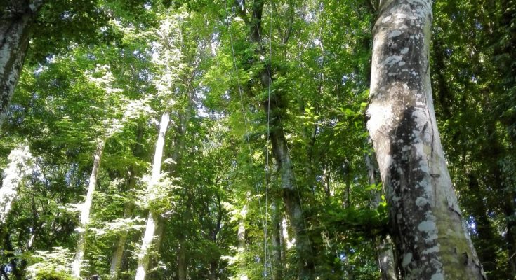 FORESTA UMBRA, BANCA DI CARBONIO.I FAGGI VETUSTI ASSORBONO L’ANIDRIDE CARBONICA