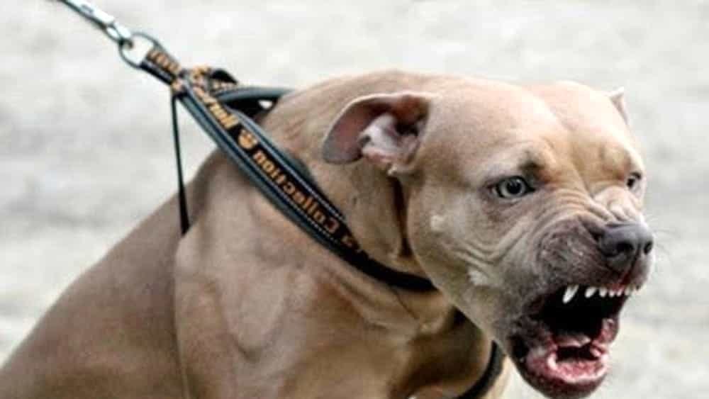 Manfredonia: pitbull azzannano ragazzino di 12 anni „