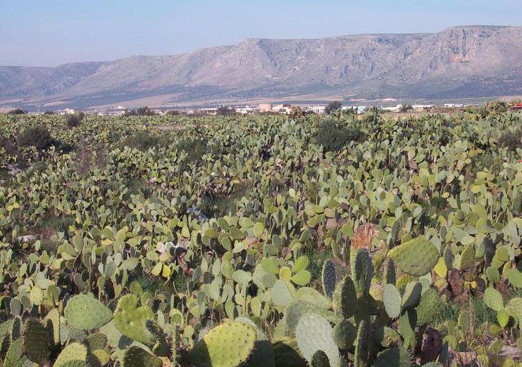 Il fico d’India: la pianta che trasformo’ il paesaggio di Manfredonia